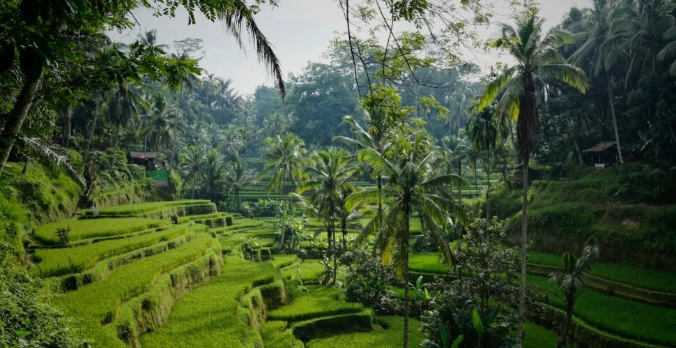 Arrozales y arquitectura tradicional en Ubud durante una luna de miel en Bali