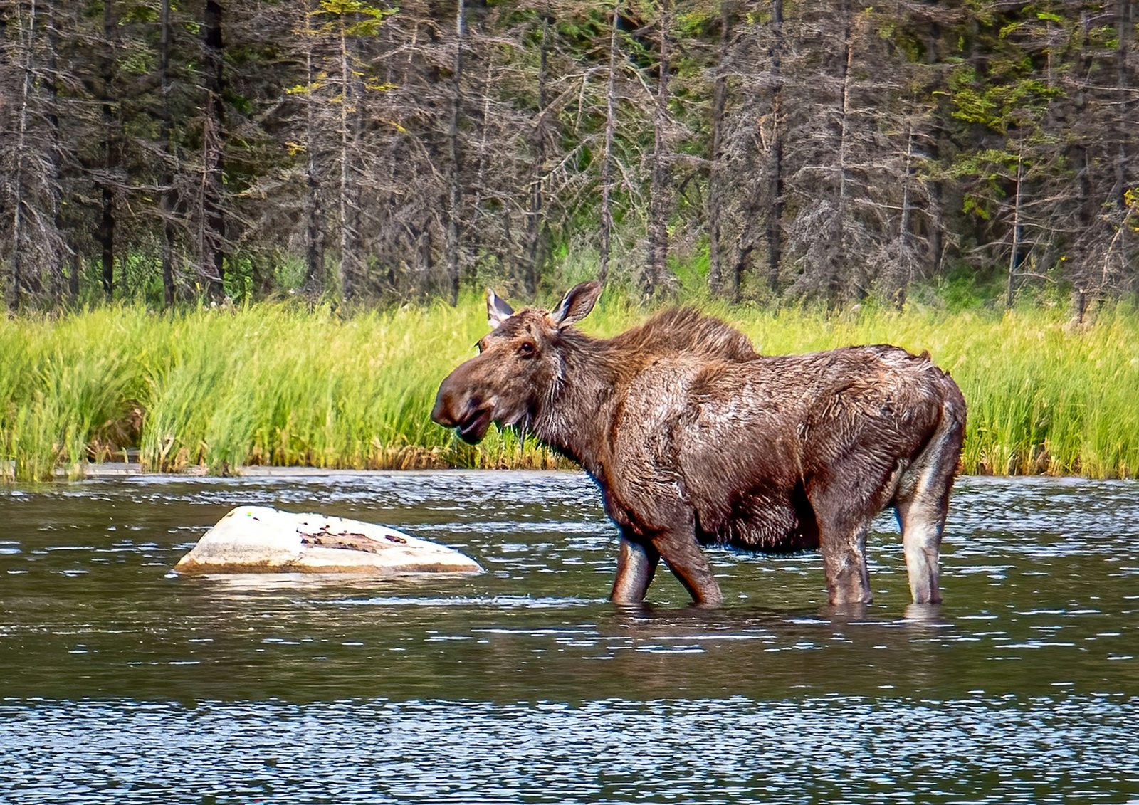 Alce en un río de Alaska rodeado de vegetación en verano