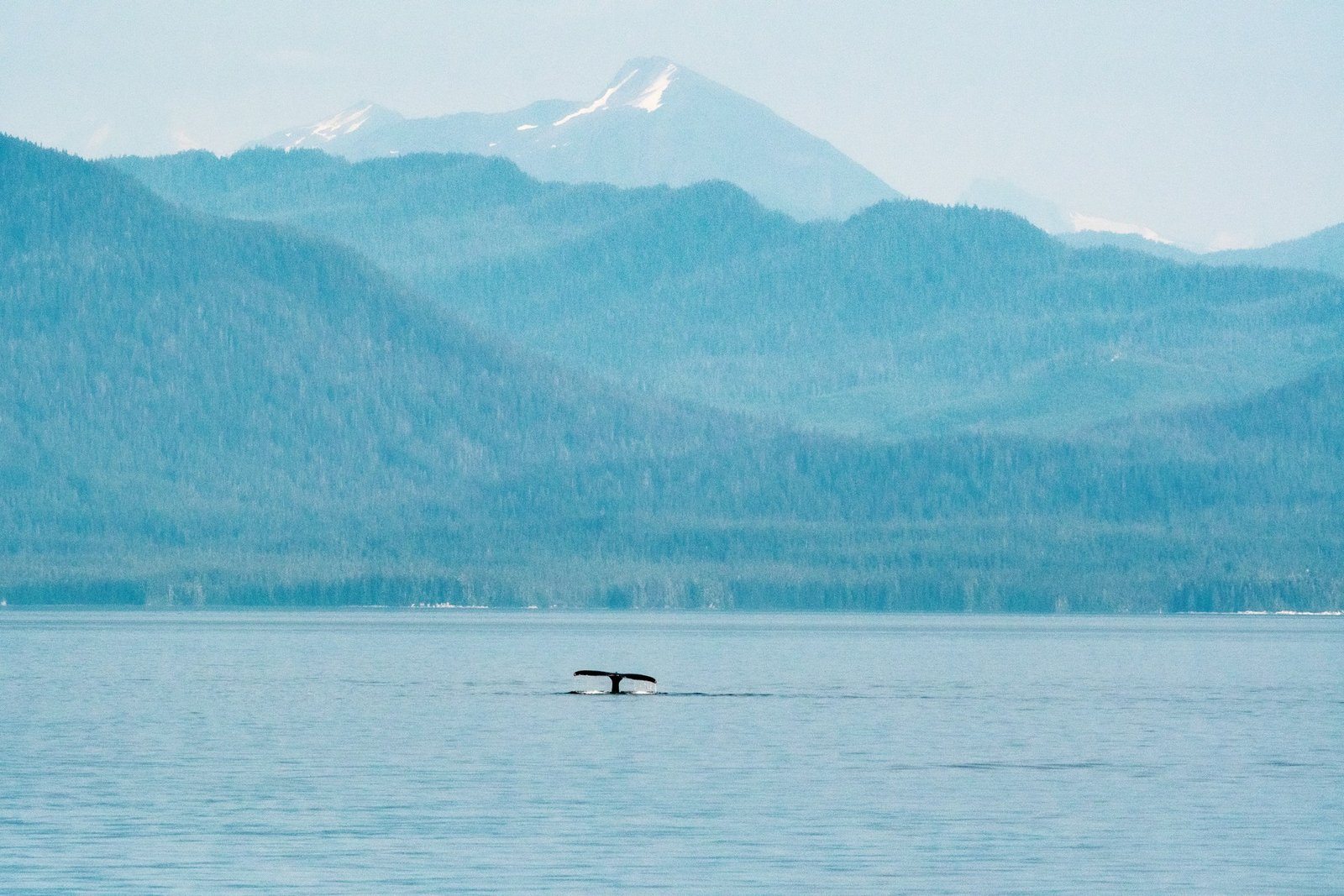Cola de una ballena emergiendo en aguas de Alaska con montañas al fondo