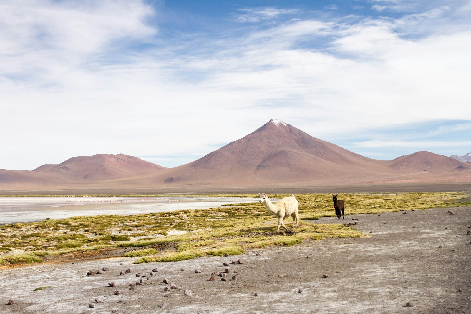 Llamas junto a una laguna con volcán al fondo en el altiplano boliviano