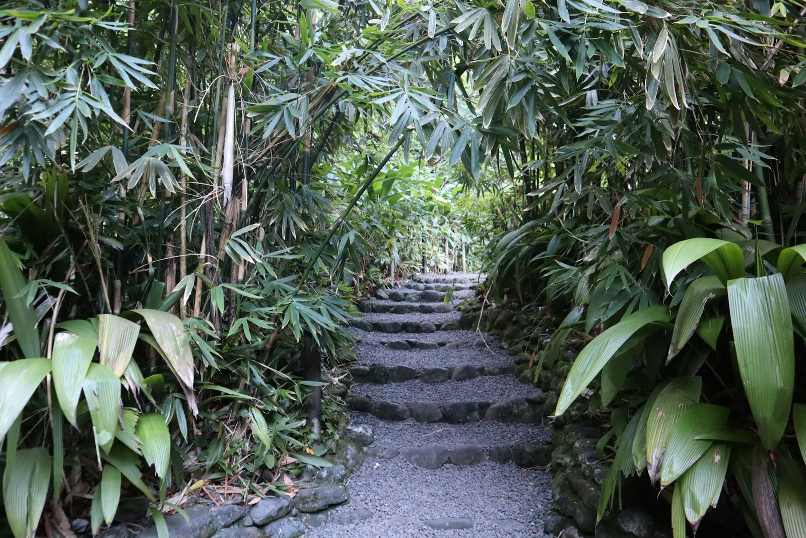 Sendero de piedra entre vegetación tropical densa en una isla de la Polinesia Francesa