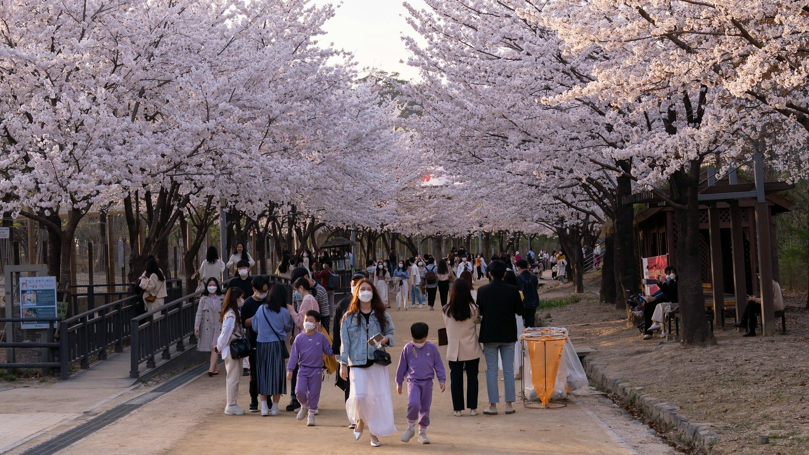 Paseo con cerezos en flor en Seúl durante la primavera, la mejor época para viajar a Corea del Sur