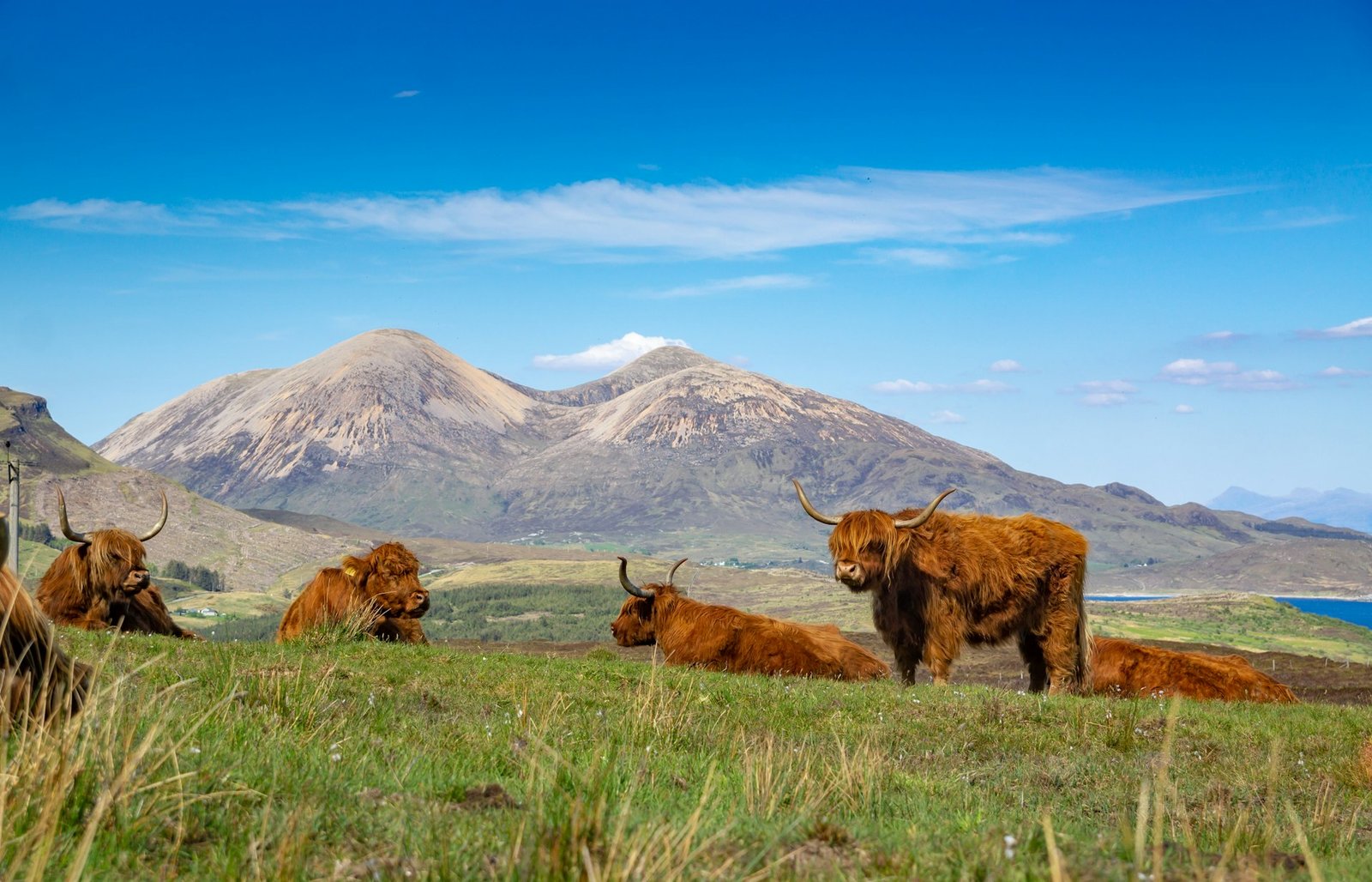 Vacas de las Highlands en un prado con montañas al fondo, Escocia