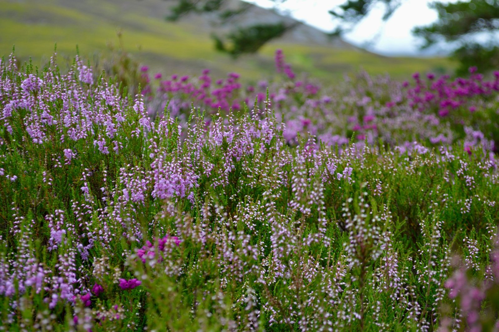 Brezo en flor de color violeta en las colinas de Escocia a finales de verano